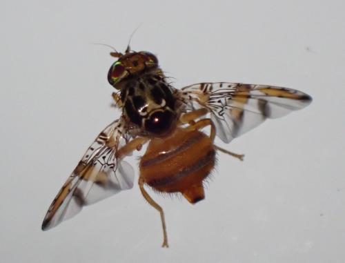 Réf. 336 677 : Ceratitis capitata